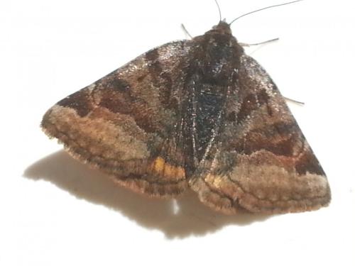 Réf. 125 105 : Euclidia glyphica