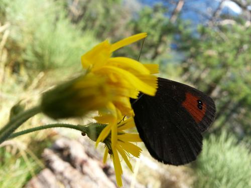 Erebia meolans