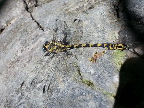 Onychogomphus sp.