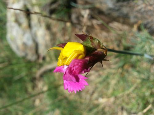 Thomisus onustus