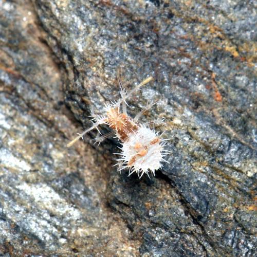 Réf. 125 192 : Phyllomorpha laciniata