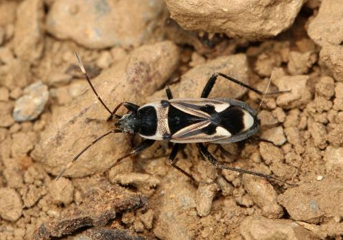 Raglius pineti