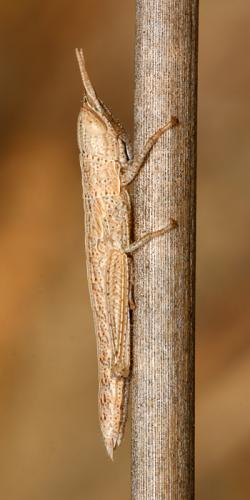 Tropidopola cylindrica cylindrica