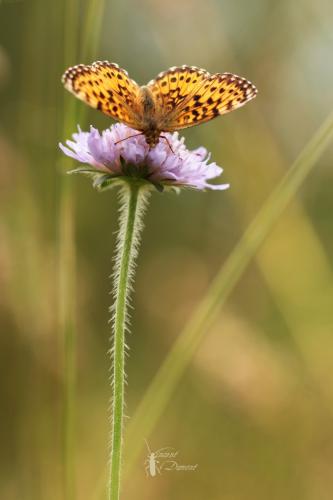 Boloria titania