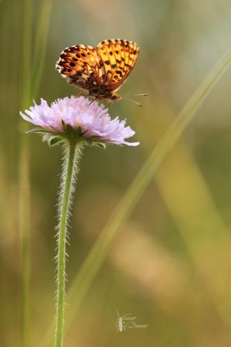 Boloria titania