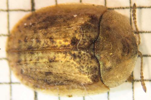 Réf. 125 044 : Hypocassida subferruginea