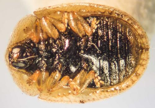 Réf. 125 047 : Hypocassida subferruginea