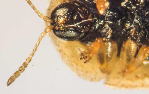 Réf. 125 048 : Hypocassida subferruginea