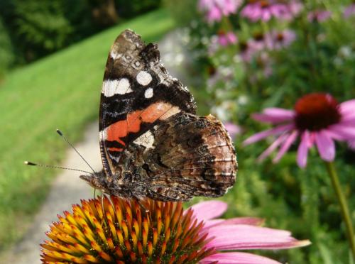 Vanessa atalanta