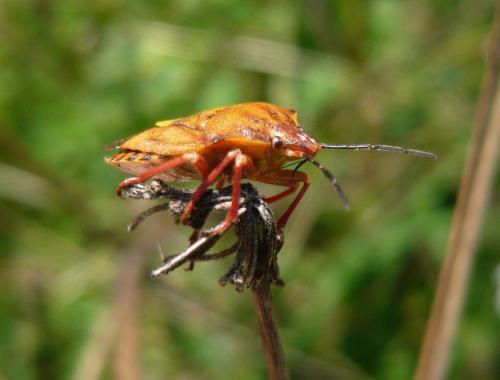 Carpocoris purpureipennis