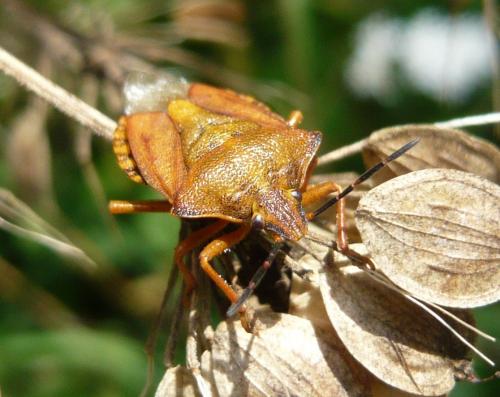 Carpocoris purpureipennis