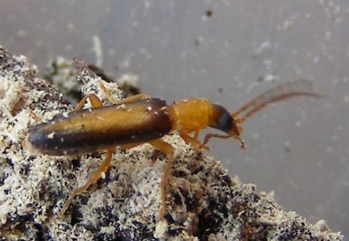 Xanthochroina auberti