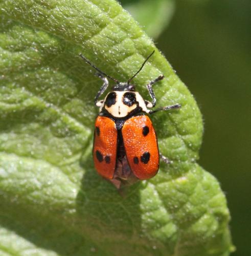 Réf. 125 166 : Cryptocephalus octopunctatus