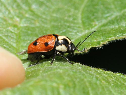Réf. 125 167 : Cryptocephalus octopunctatus