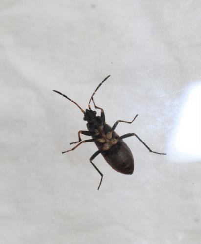 Rhyparochromus pini