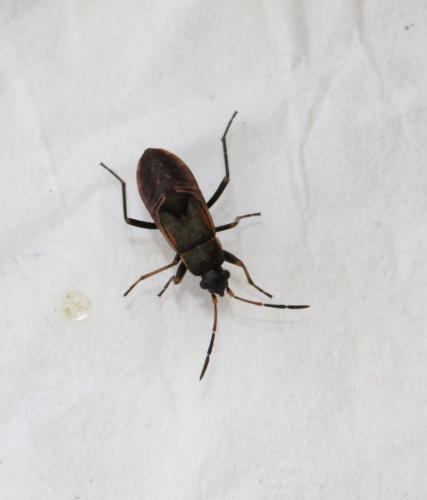 Rhyparochromus pini
