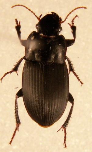 Harpalus sp.