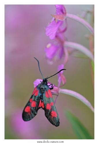 Zygaena sp.