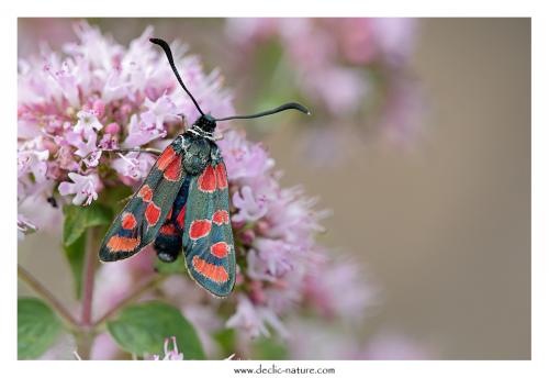Zygaena carniolica