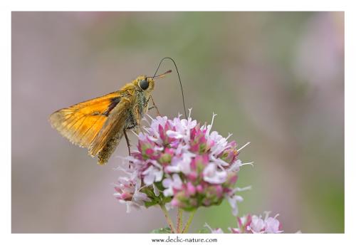 Ochlodes sylvanus
