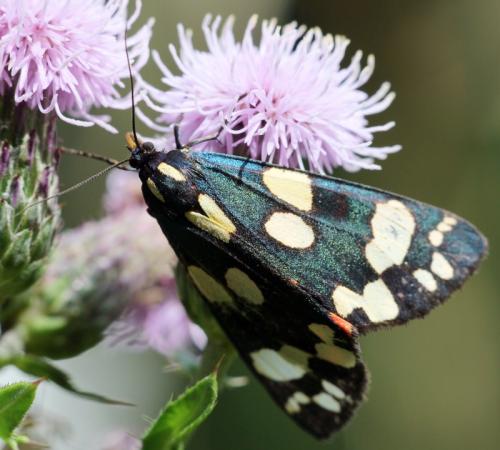Réf. 125 014 : Callimorpha dominula
