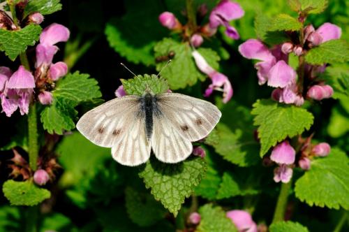 Réf. 125 086 : Pieris bryoniae