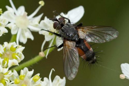 Réf. 125 227 : Eriothrix rufomaculata