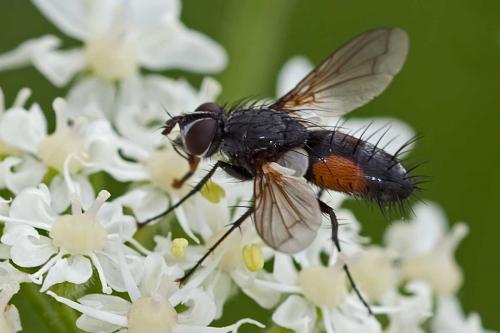 Réf. 125 217 : Eriothrix rufomaculata