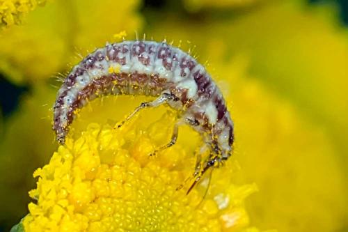 Chrysoperla carnea