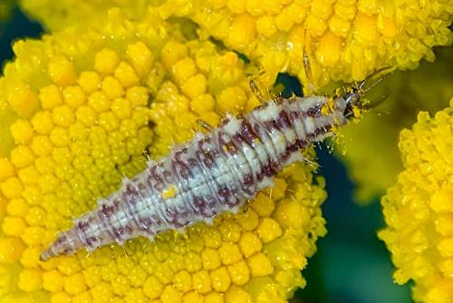 Chrysoperla carnea