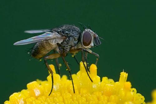 Réf. 125 155 : Siphona sp.