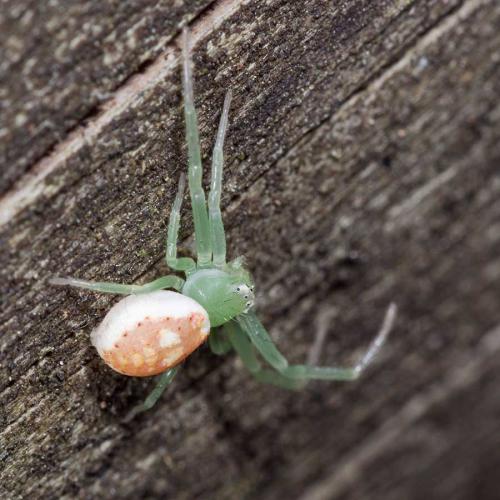 Diaea dorsata