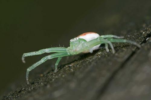 Réf. 125 637 : Diaea dorsata
