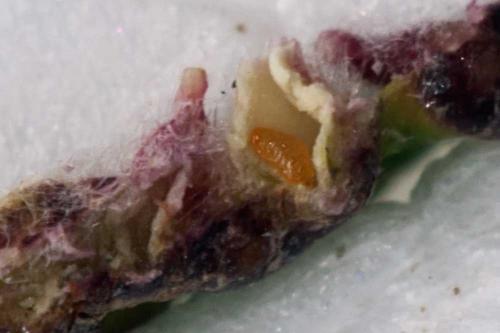 Dasineura ulmaria