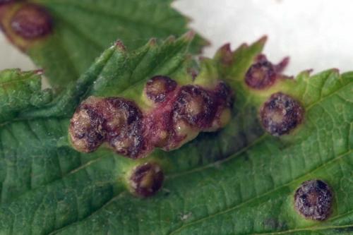Dasineura ulmaria