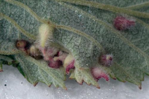 Dasineura ulmaria