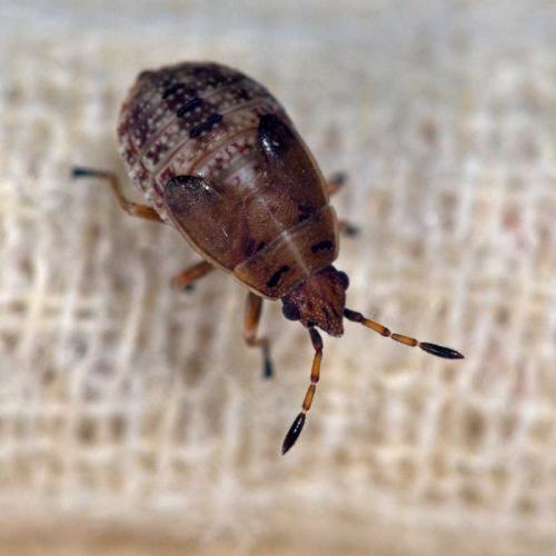 Réf. 125 770 : Kleidocerys resedae