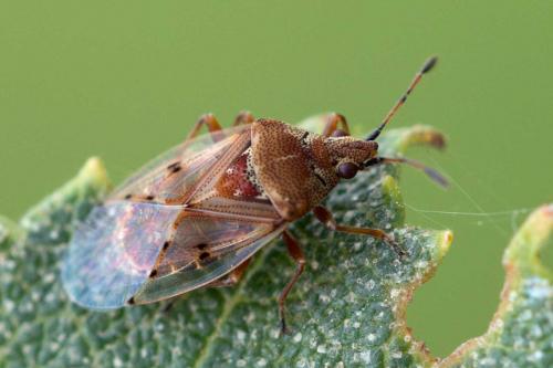 Kleidocerys resedae