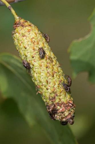 Kleidocerys resedae