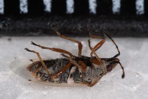 Kleidocerys resedae
