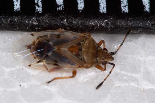 Kleidocerys resedae