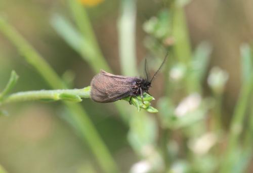 Réf. 125 502 : Heterogynis sp.