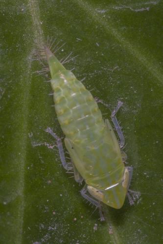 Réf. 125 000 : Synophropsis lauri