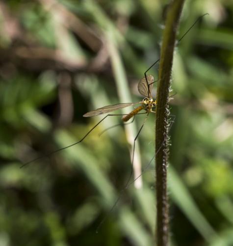 Nephrotoma flavescens