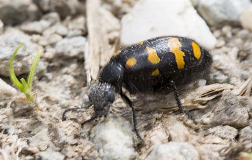 Réf. 125 870 : Hycleus polymorphus