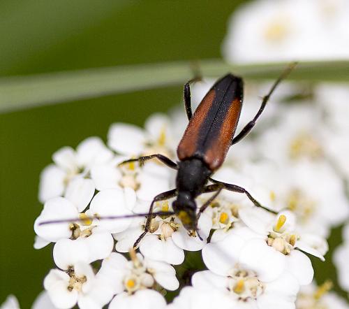 Réf. 125 874 : Stenurella melanura