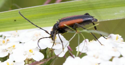 Stenurella melanura