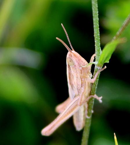 Euchorthippus sp.