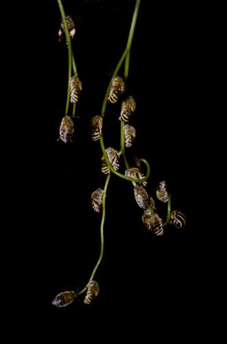 Réf. 125 358 : Amegilla garrula