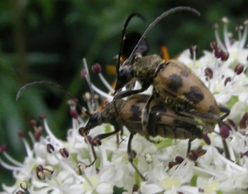 Réf. 125 651 : Pachytodes cerambyciformis